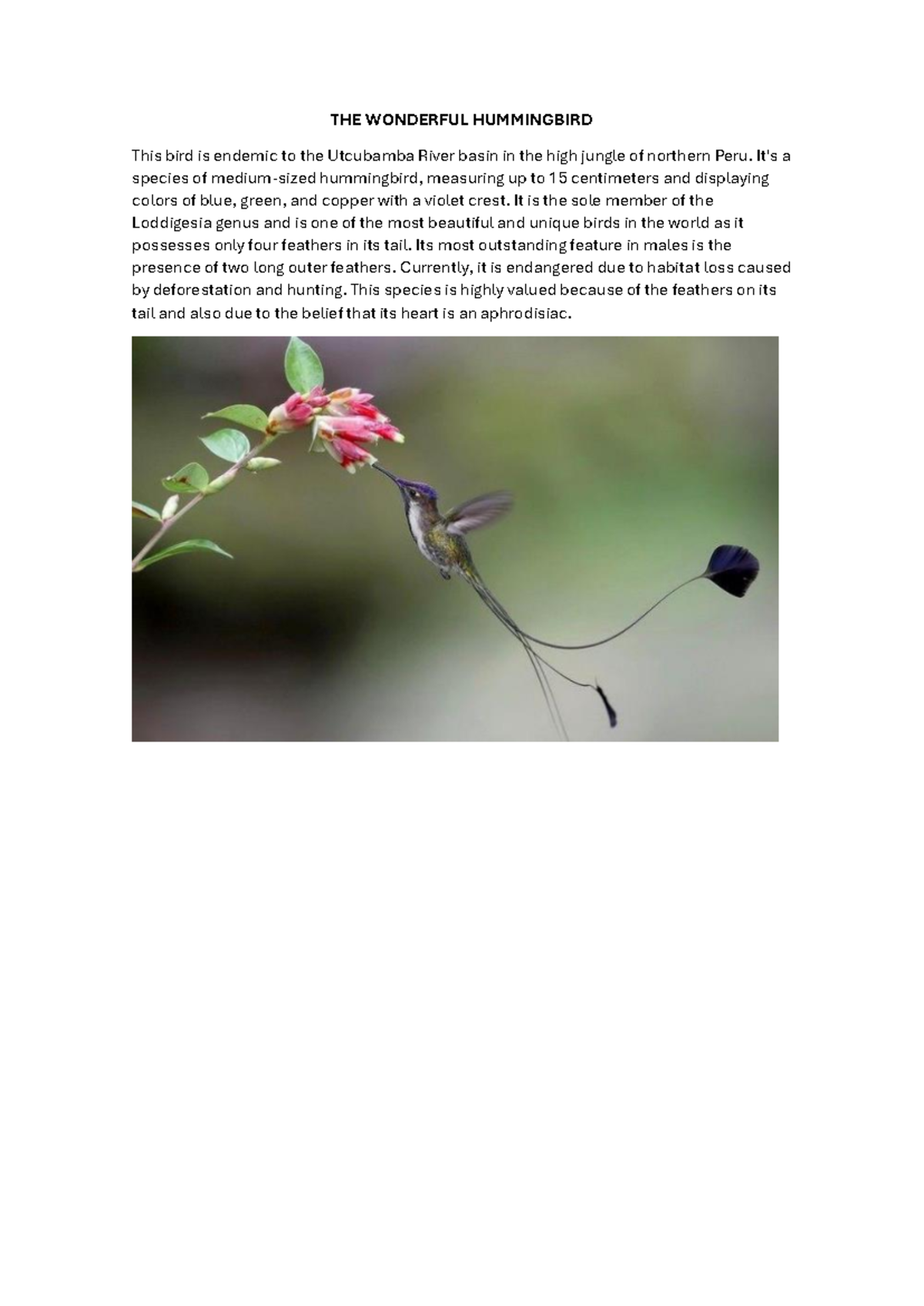 Loddigesia Genus: The Endangered Wonderful Hummingbird Overview - Studocu