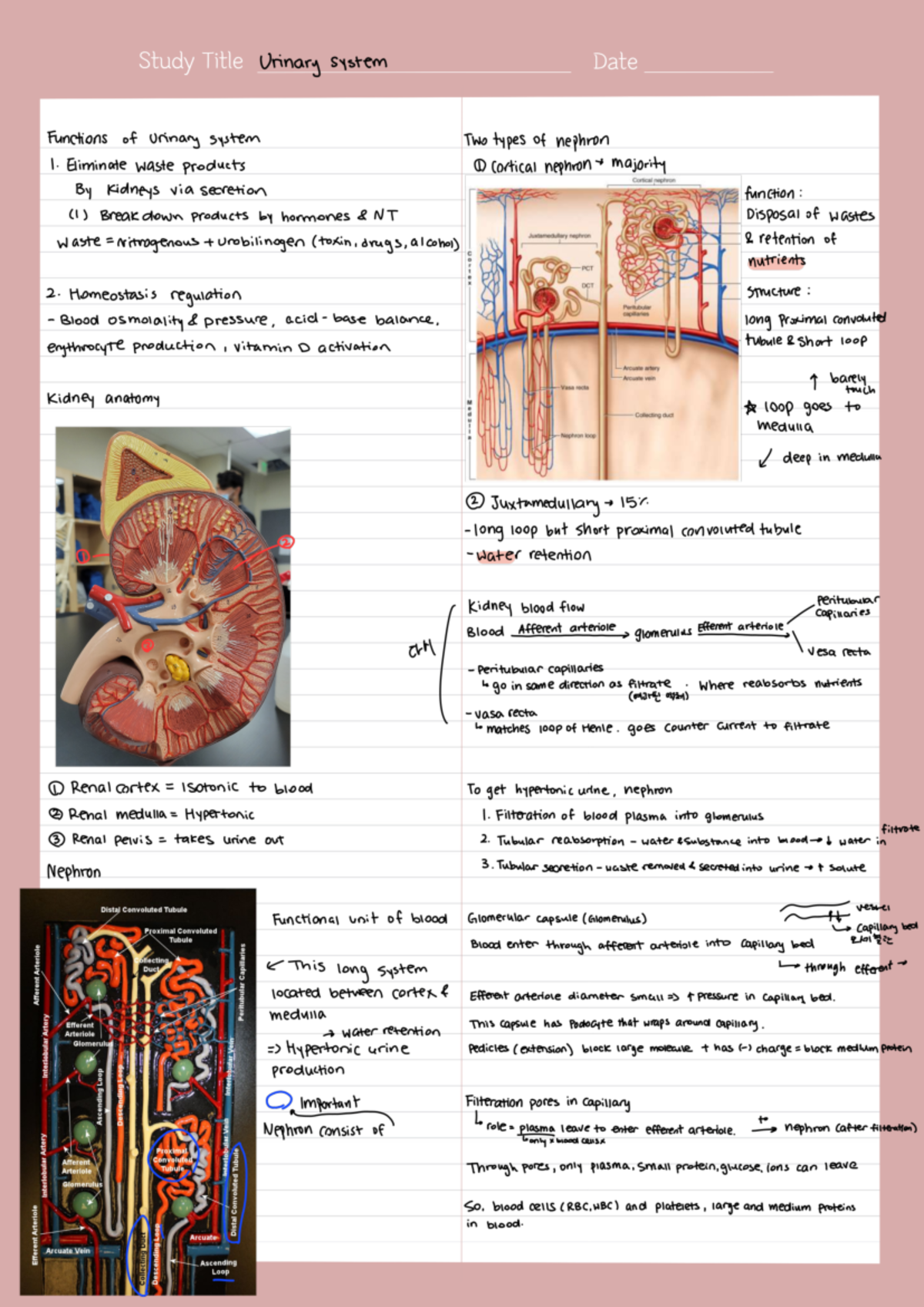 Notes 230515 093326 - Urinary system - Study Title Urinary system Date ...