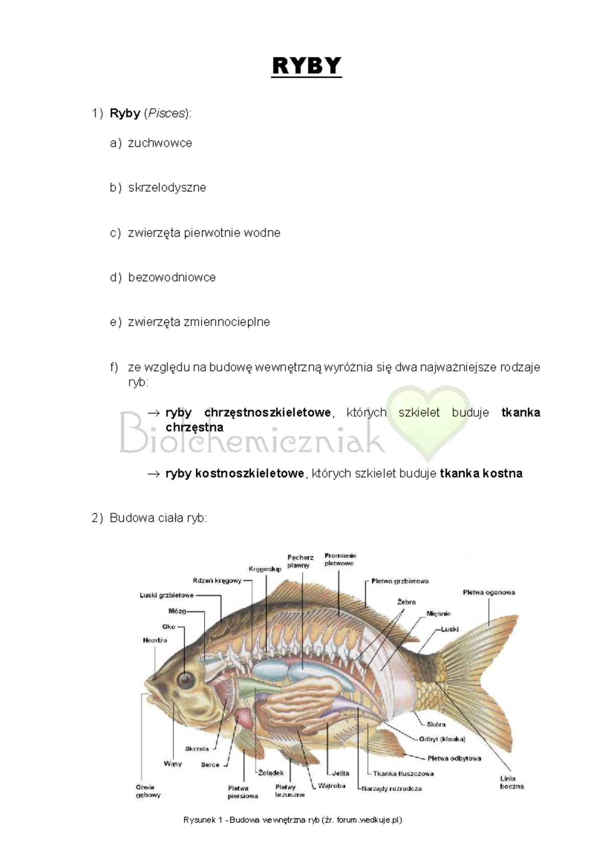 Rozmnażanie I Rozwój Człowieka Test Klasa 7