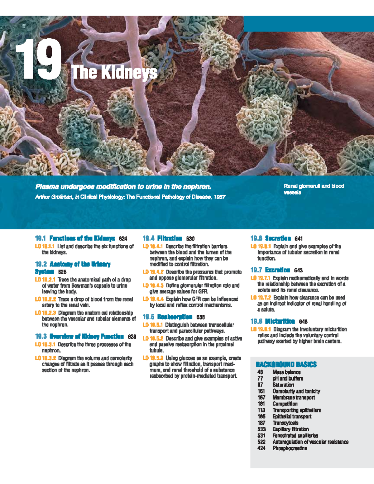 Chapter 19: The Kidneys - Functions and Anatomy - Studocu