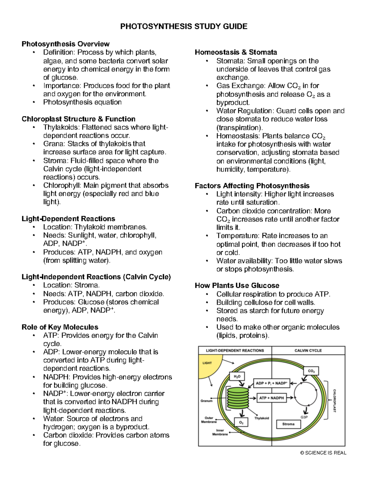 Photosynthesis Study Guide: Key Concepts & Processes - Studocu