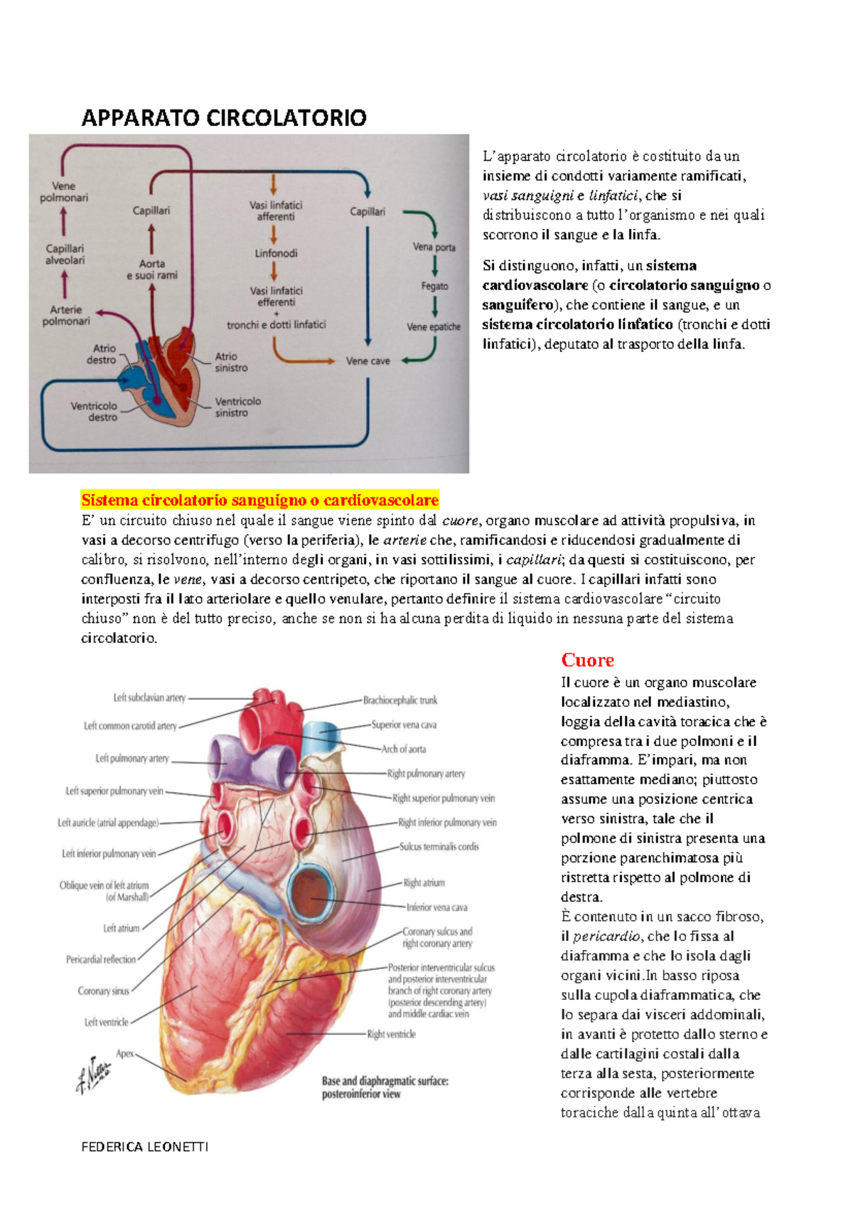 Tetralogia di Fallot: cause, sintomi, pericoli e cura - Valori Normali, image size:1200x1696