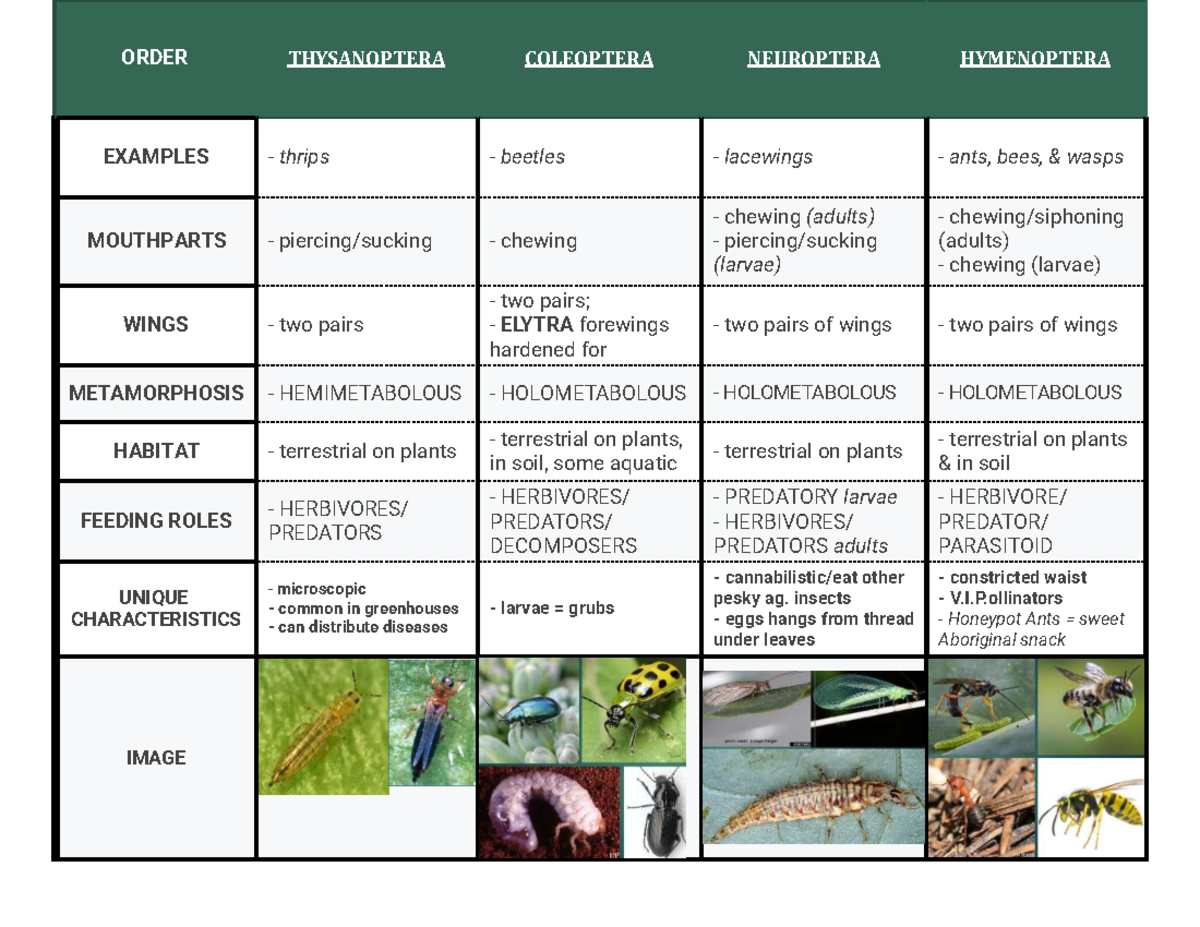 Insect Orders: Characteristics, Feeding Roles, and Unique Features (BIO ...