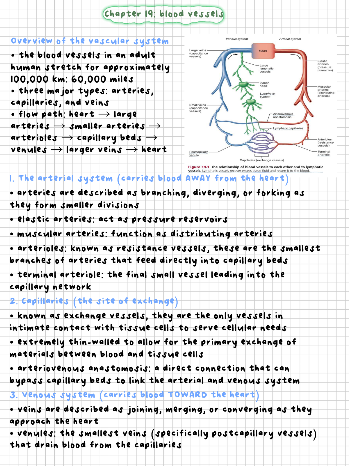Anatomy 3: Chapter 19 - Overview of Blood Vessels and Vascular System ...