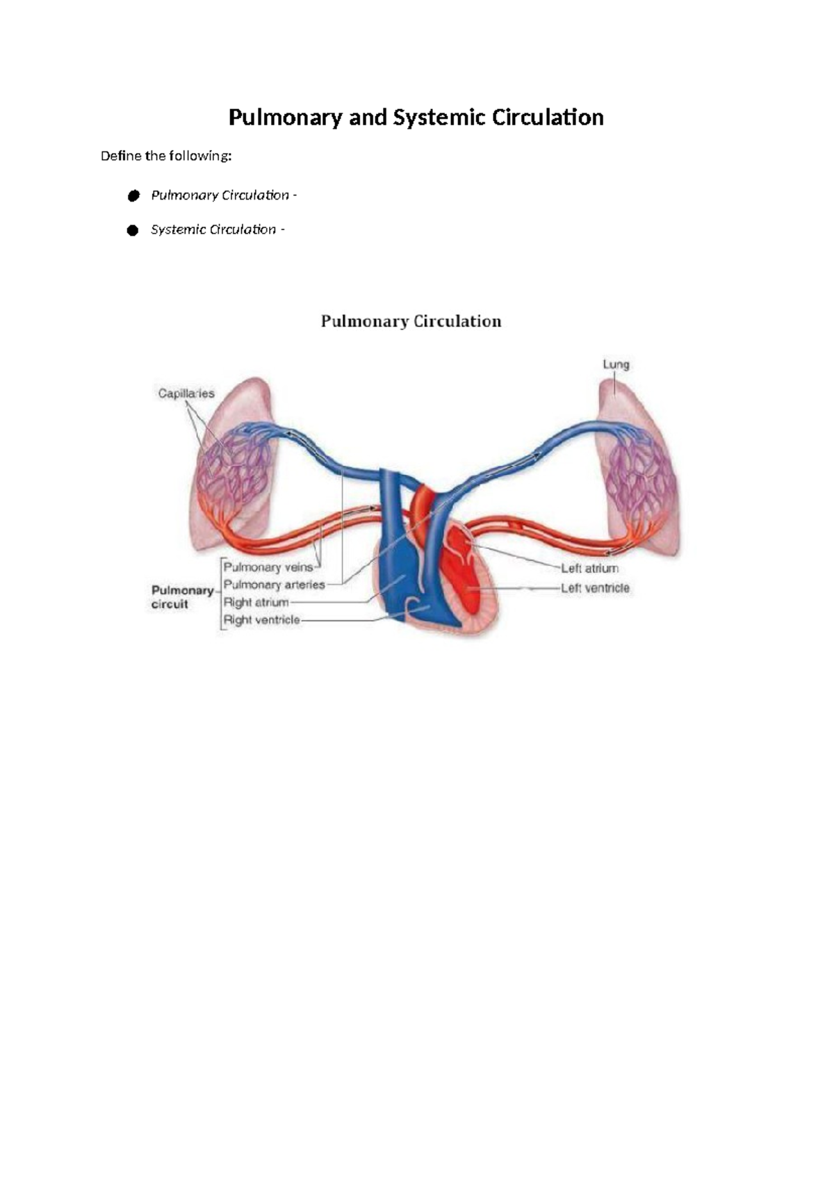 Pulmonary and Systemic Circulation Overview: Key Concepts and BP ...
