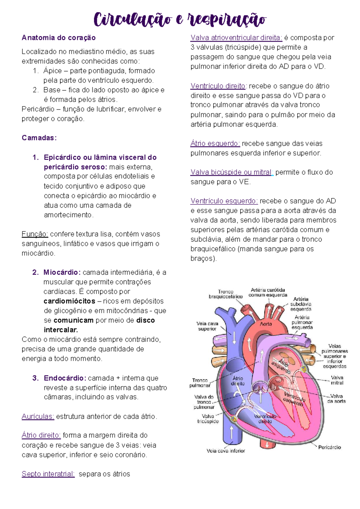 Anatomia e Fisiologia do Coração - Circulação e Respiração (Curso XYZ ...