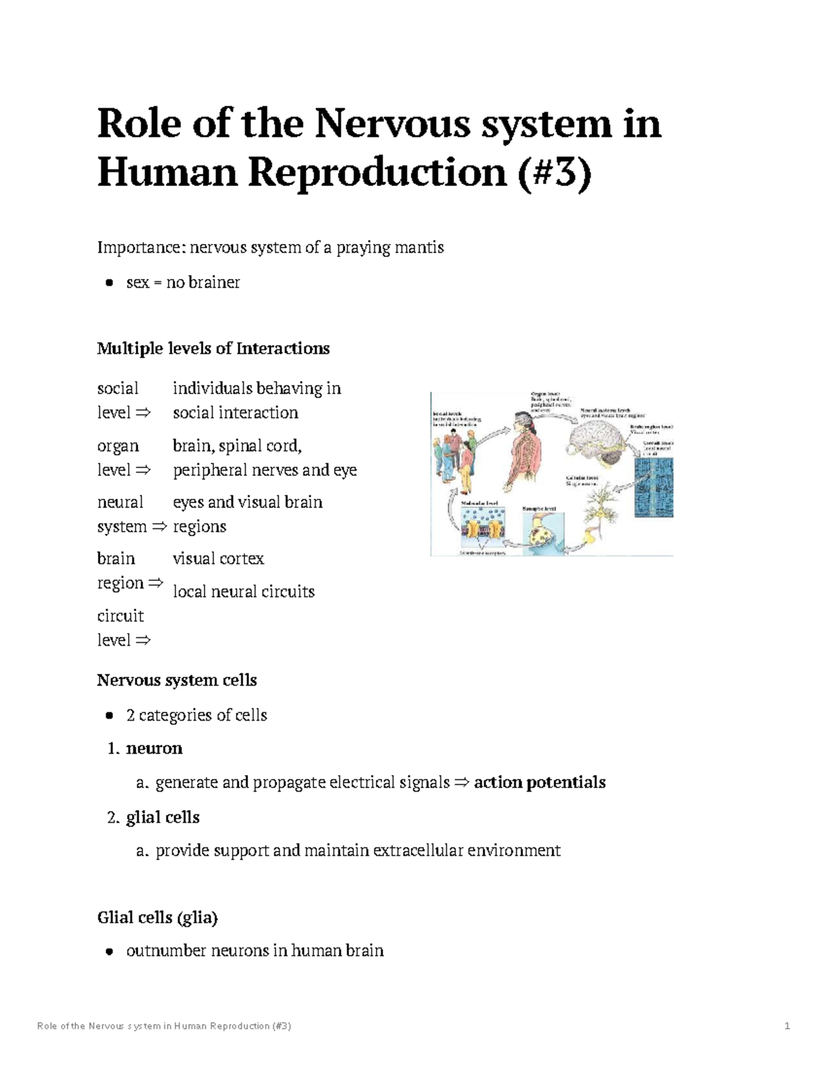Nervous System's Role in Human Reproduction: Insights and Functions ...