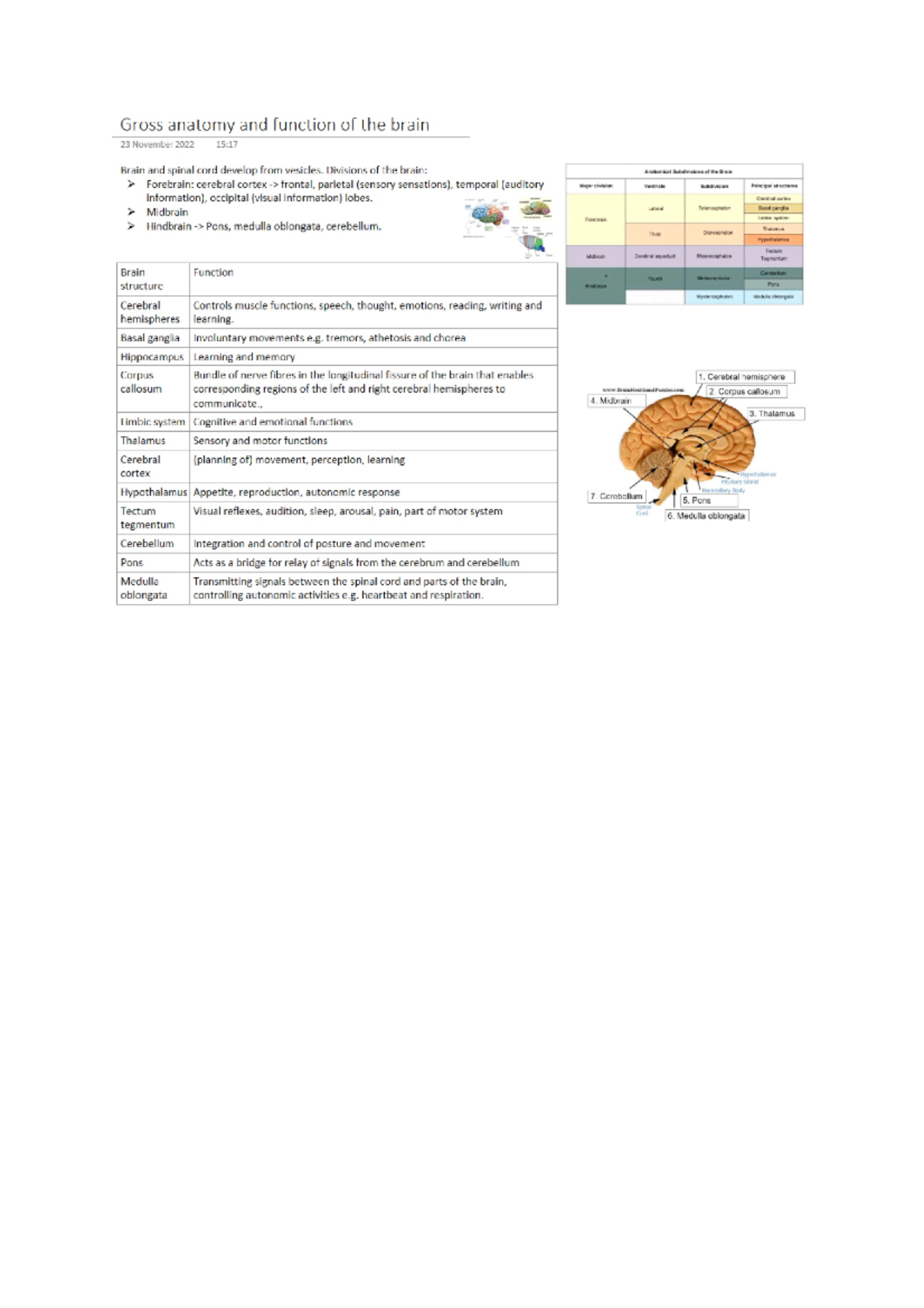 Gross anatomy and function of the brain - Studocu