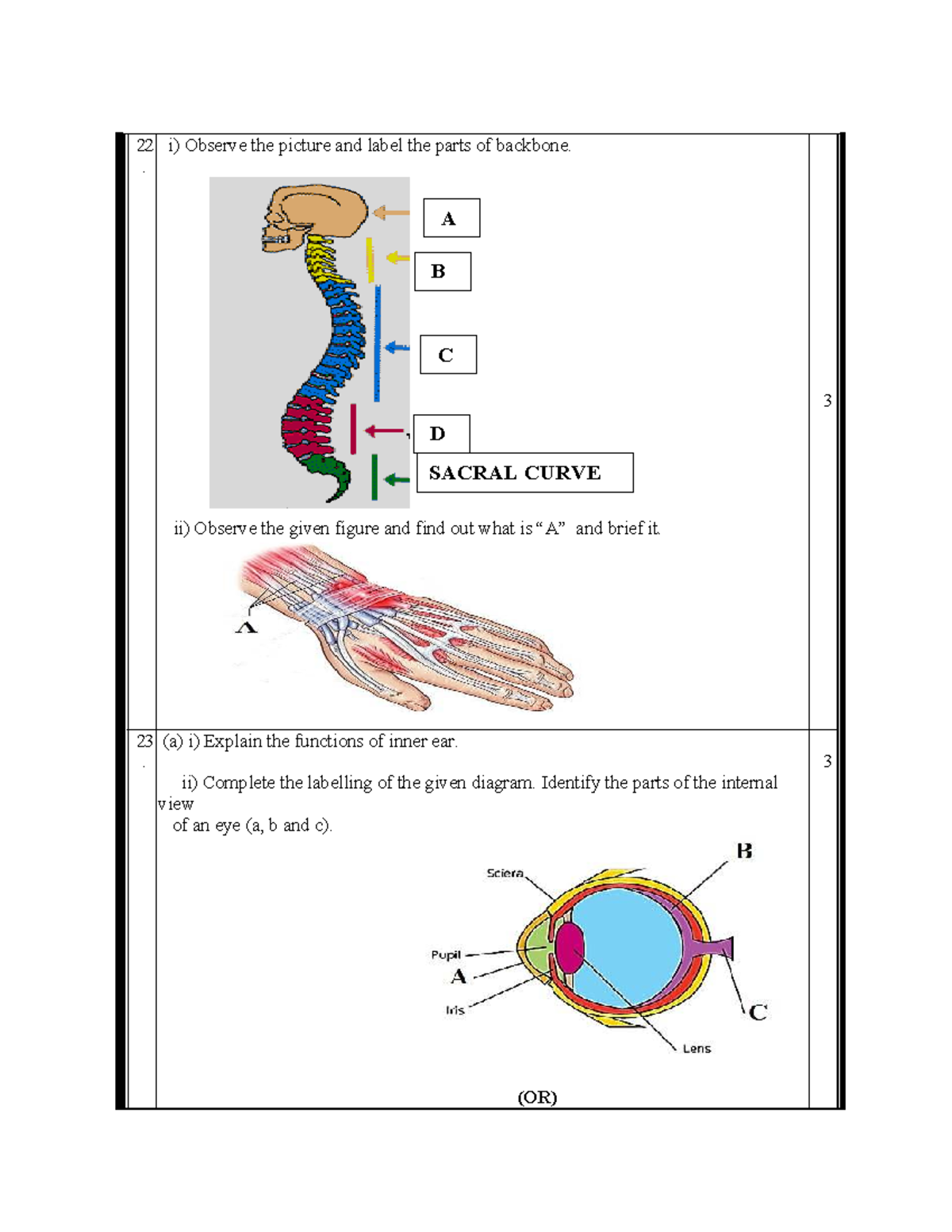 22 - Assignment on Backbone and Inner Ear Functions - Studocu