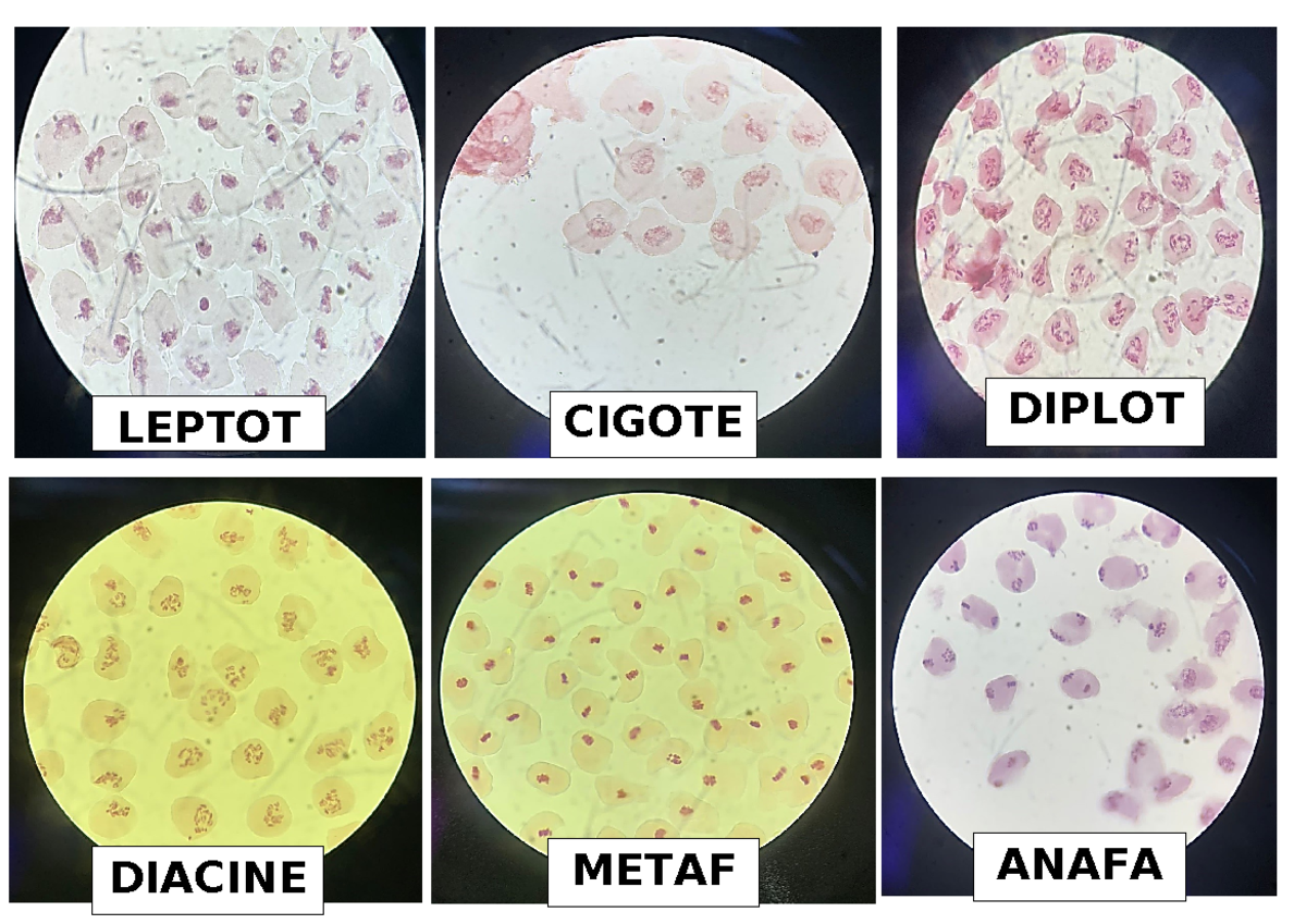 Imágenes de meiosis laboratorio de ucsr - Biología celular - LEPTOT ...