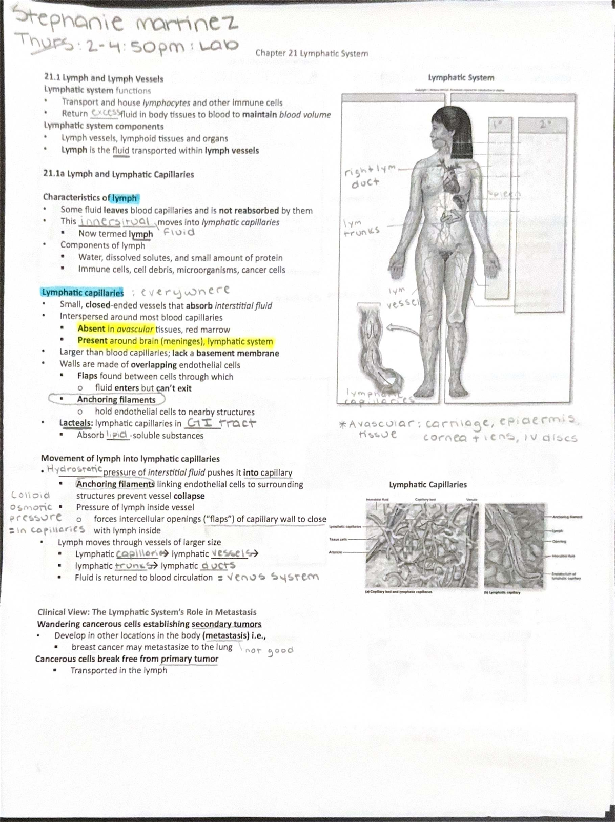 21.1 Lymph and Lymph Vessels - Lecture Notes - Studocu