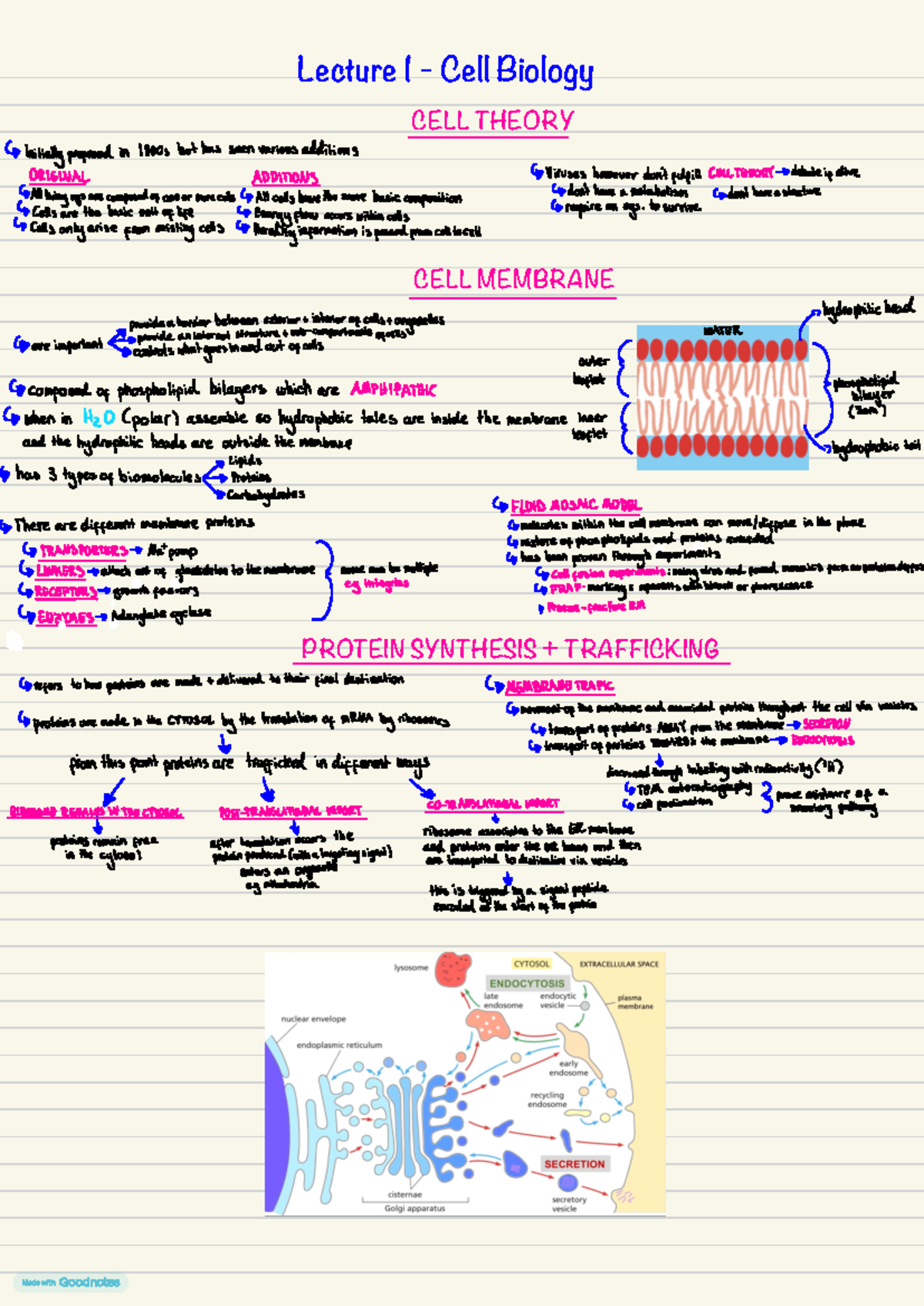 L1+2 Cell bio - lecture notes on lectures 1 and 2 - Lecture 1 - Cell ...