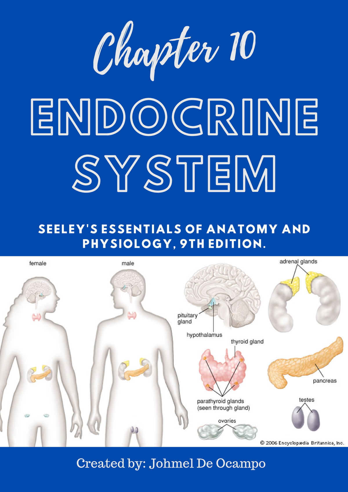 Anatomy Physiology Chapter 10 Endocrine System - ENDOCRINE SYSTEM ...