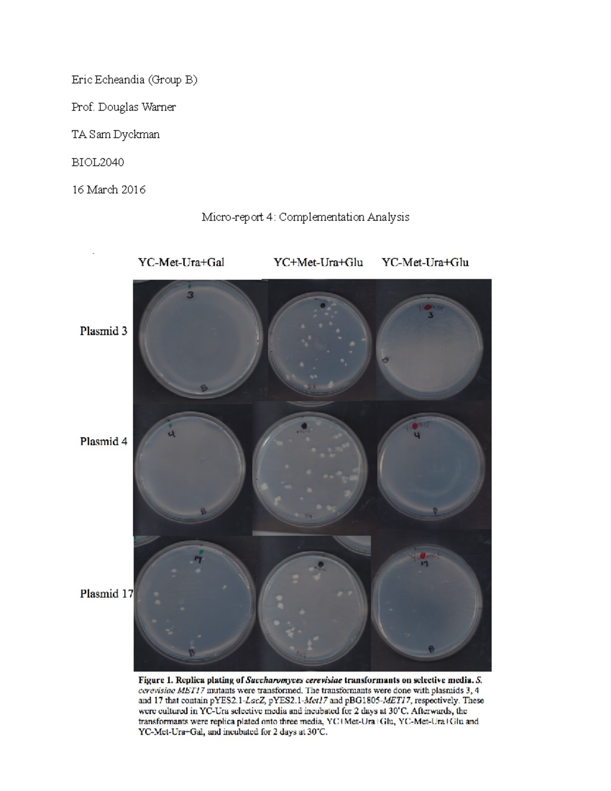 BIOL2040 Micro-report 4: Complementation Analysis of MET Genes - Studocu