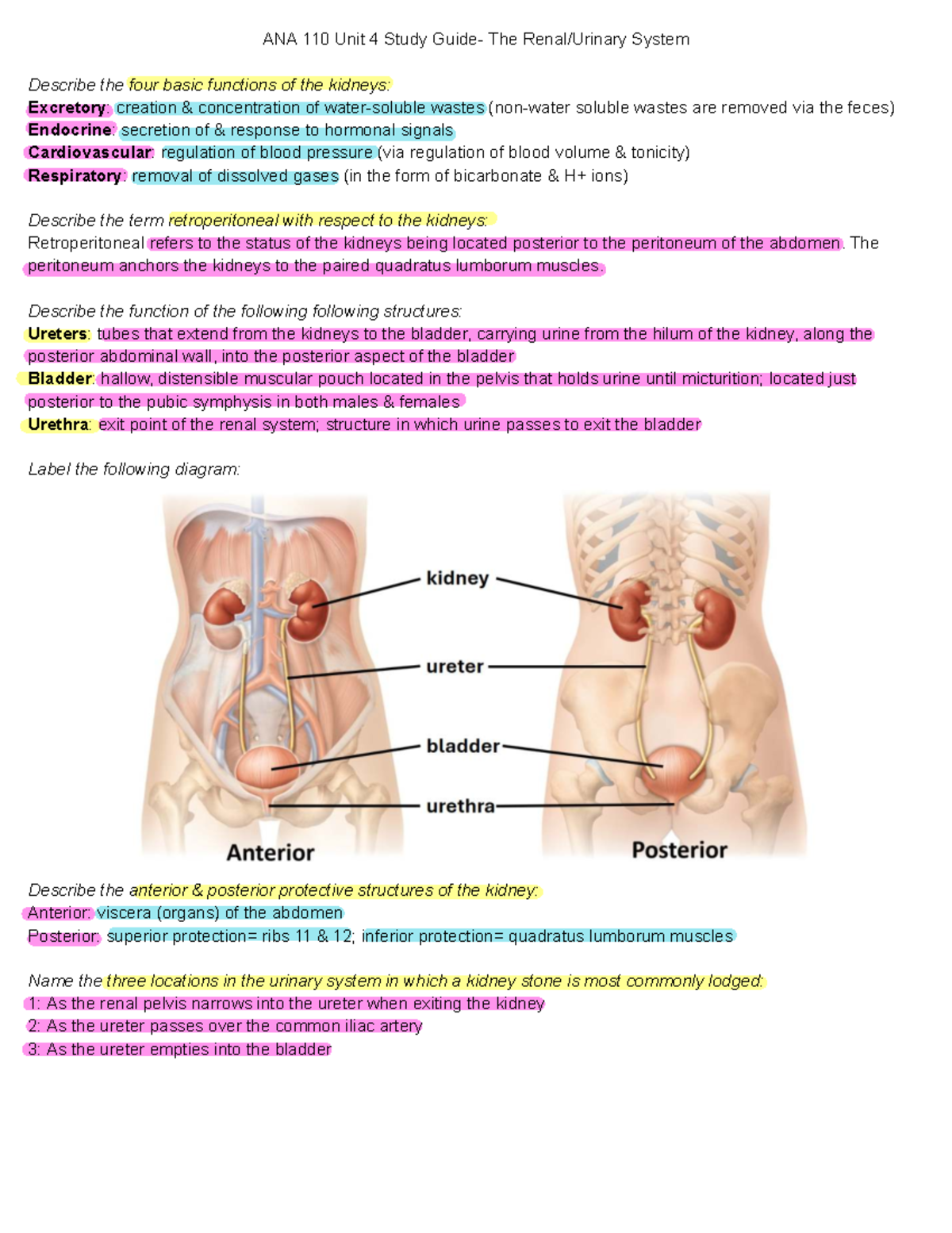 Basic Function Of Urinary System