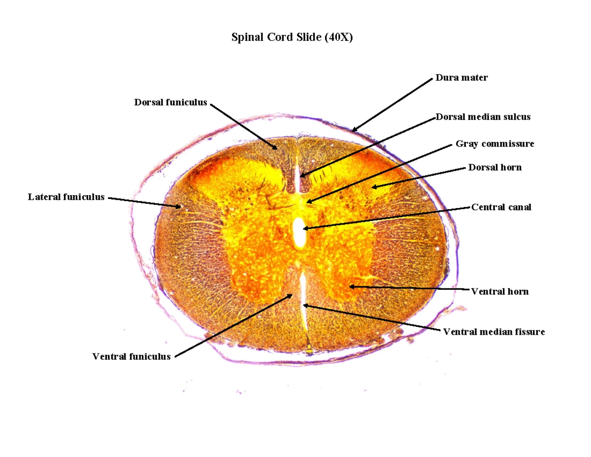 Top 10 Spinal Cord Injury Treatment PowerPoint Presentation Templates in  2026, image size:1200x927