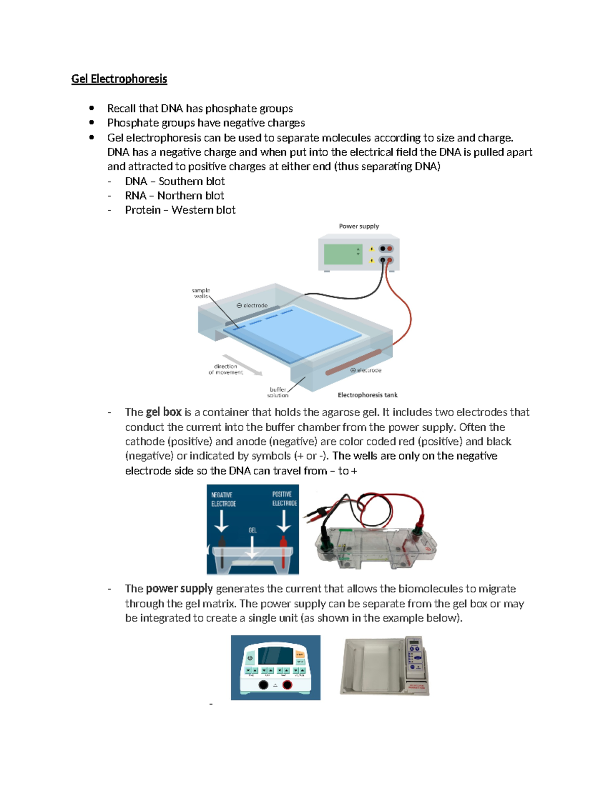 Gel Electrophoresis Overview: Principles and Applications in DNA ...