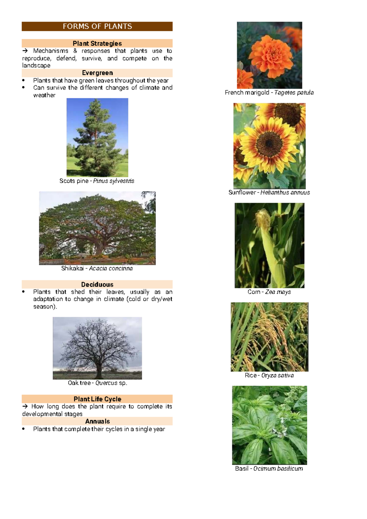 BIO421L T1 Overview of Plant Forms and Strategies - Studocu