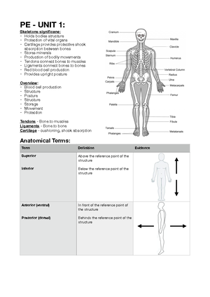 Anatomical Terms line up - Name: Anatomical Term Definition Superior ...