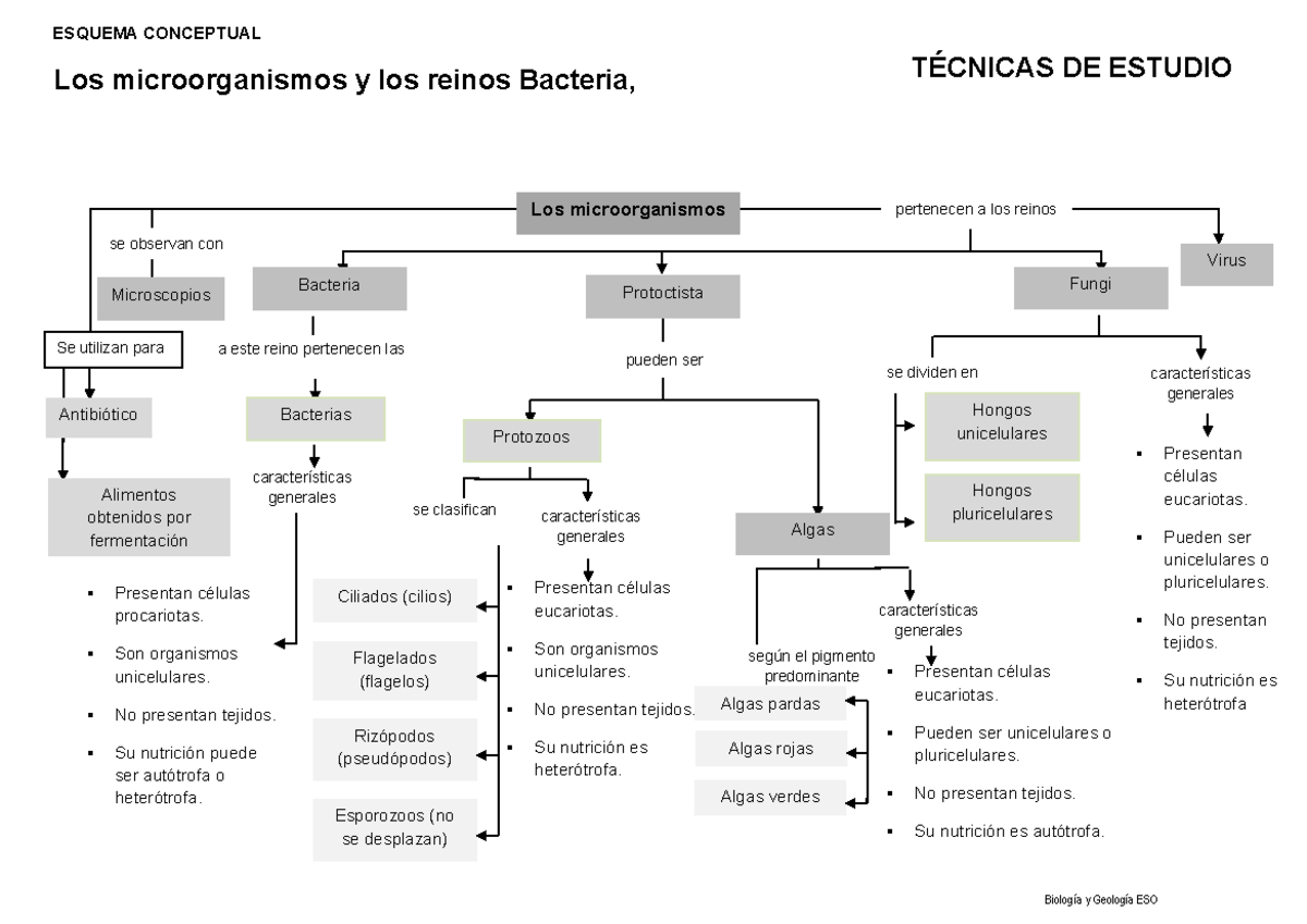 Esquema Conceptual sobre Microorganismos y Reinos Bacteriales - Studocu