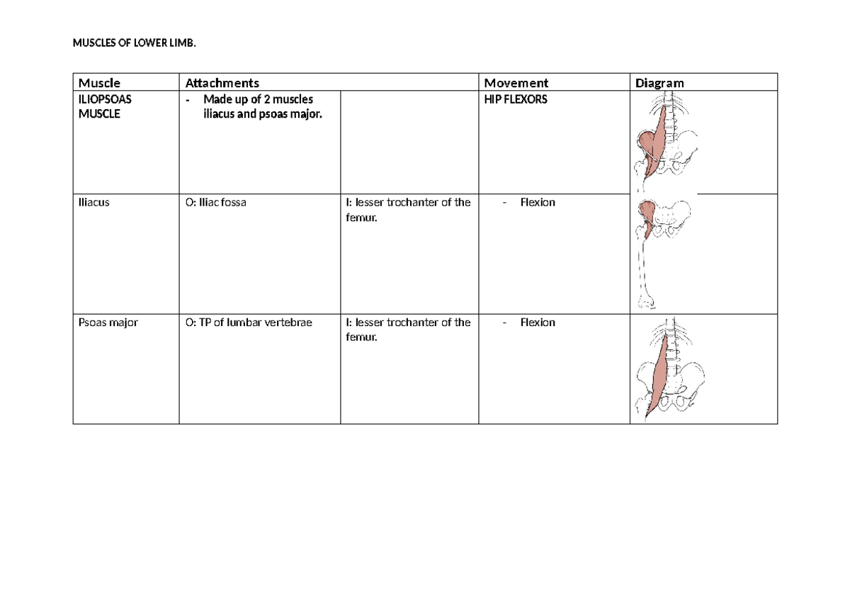 Muscle Anatomy and Function of Lower Limb (BIO 101) - Studocu