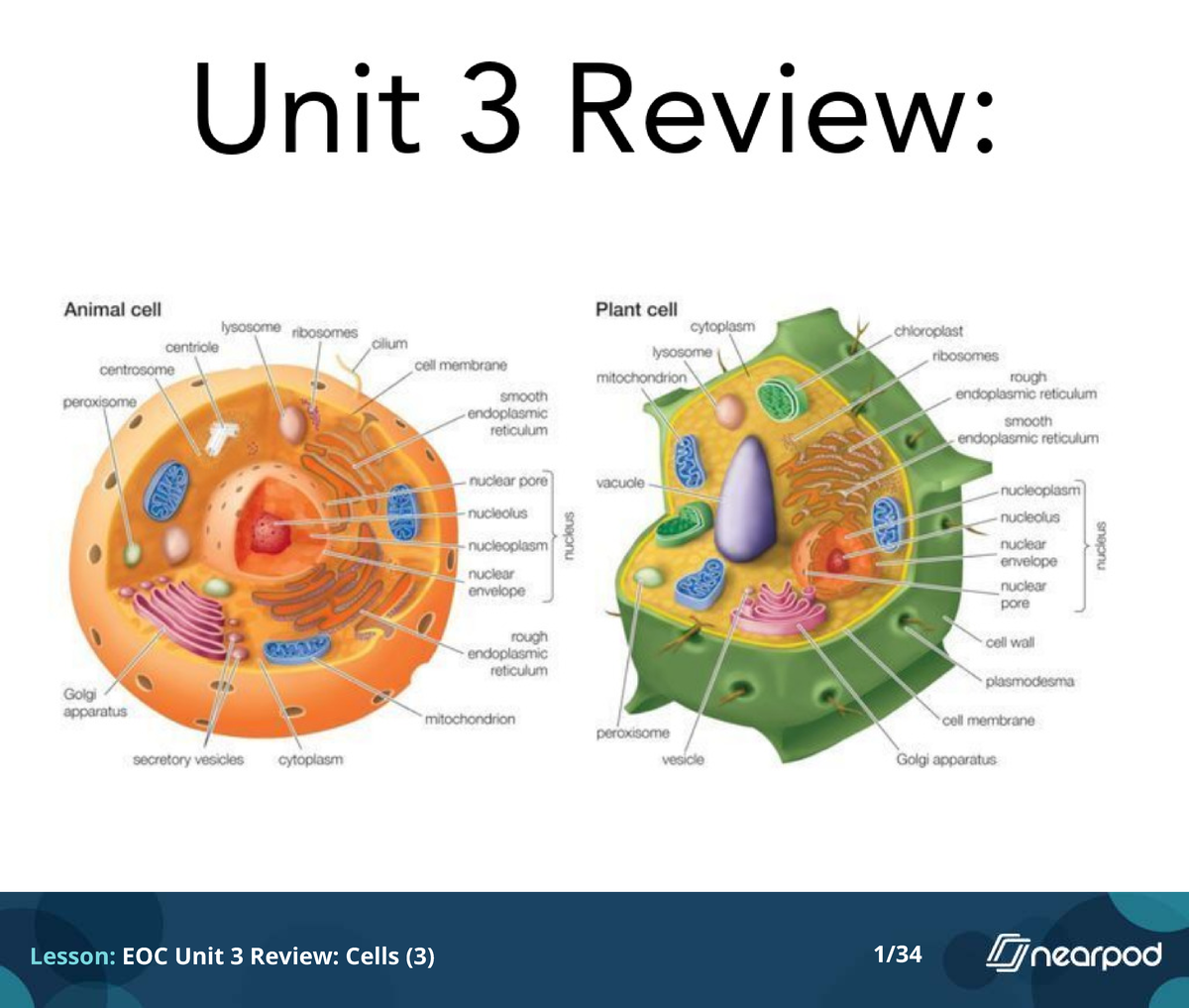 EOC Unit 3 Review: Cells - Studocu