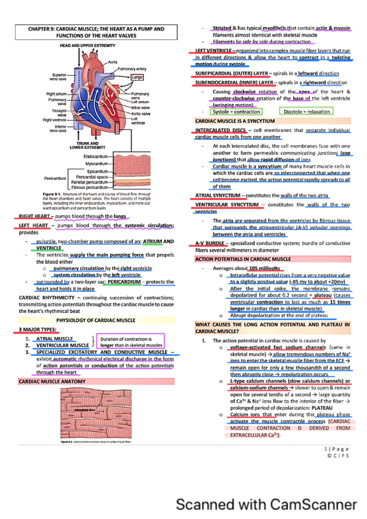 Physio chapter 9 - CHAPTER 9: CARDIAC THE HEART AS A PUMP AND Striated ...