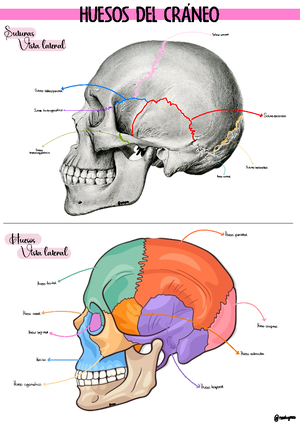 Temario 2 Cara y Cuello - CRÁNEO La línea de Poirier separa la calota ...