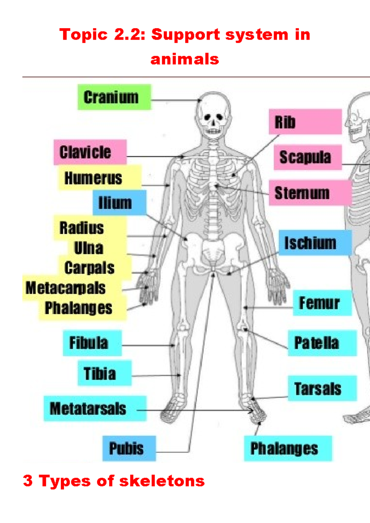 Life Sciences Topic 2: Animal Support Systems and Skeleton Types - Studocu