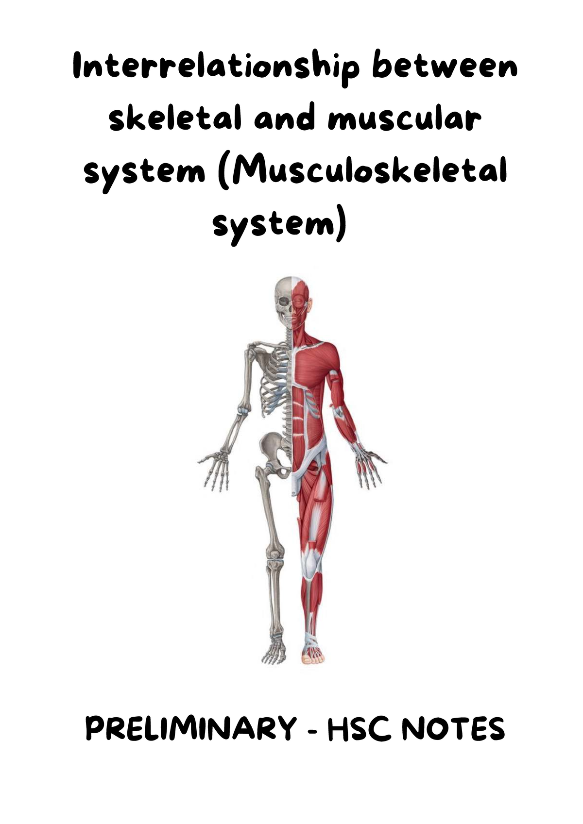 Interrelationship between Muscular & Skeletal Systems (HSC Preliminary ...