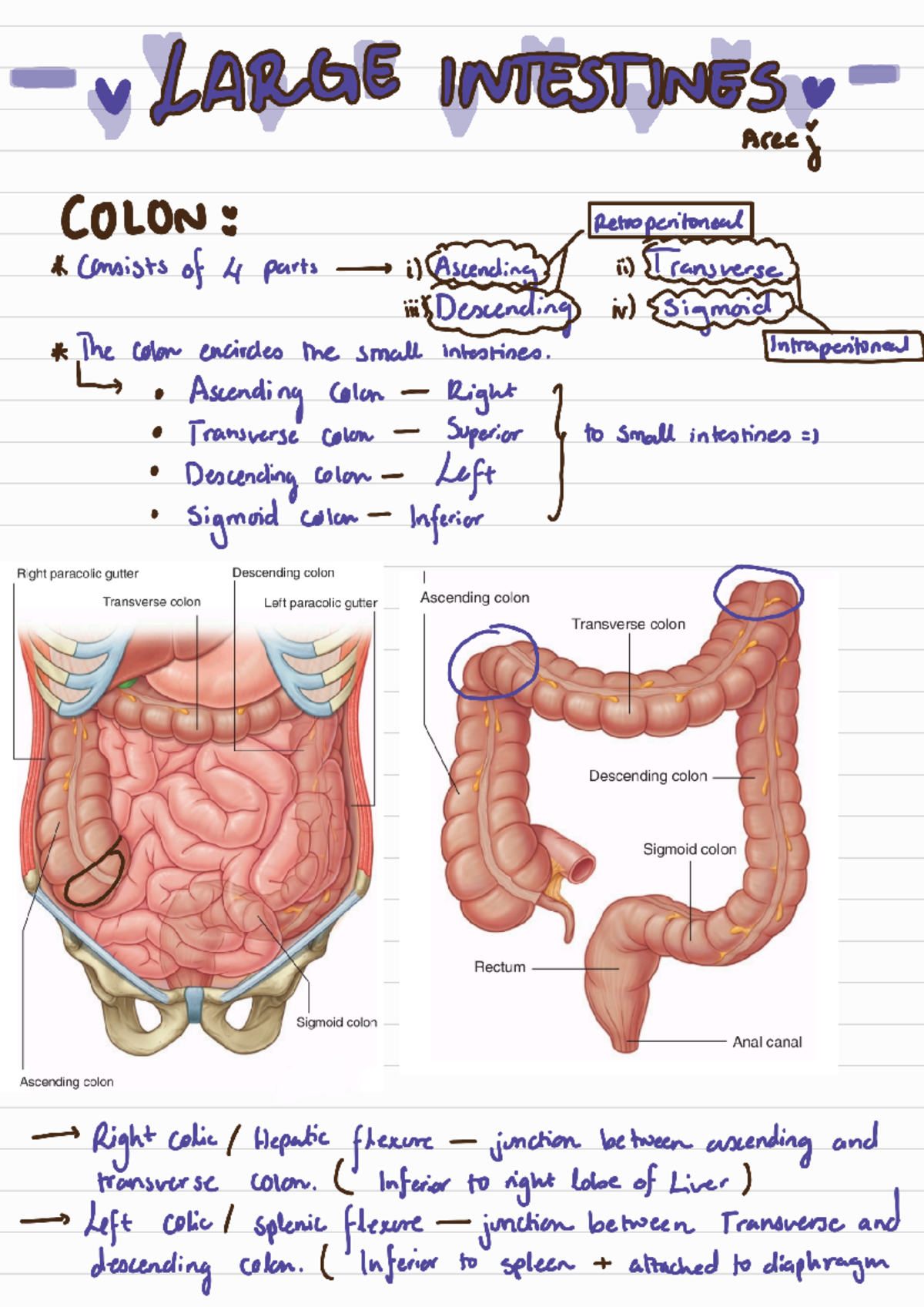 Parts Of Colon Diagram