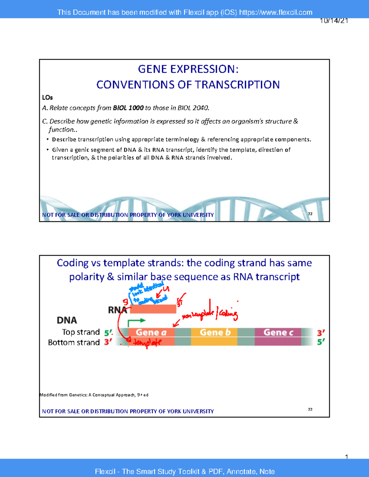 V3 BIOL 2040 F2022 Conventions of Transcription - 10/14/ 1 LOs A ...