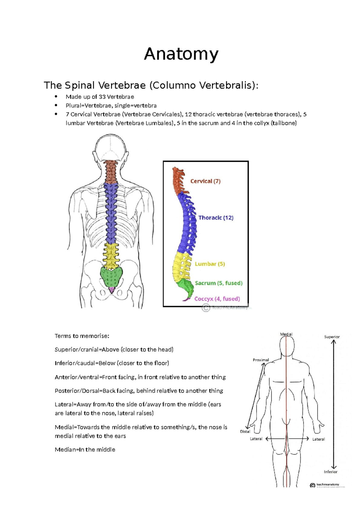 Anatomy of the Spinal Vertebrae: Key Features & Functions (ANAT 101 ...