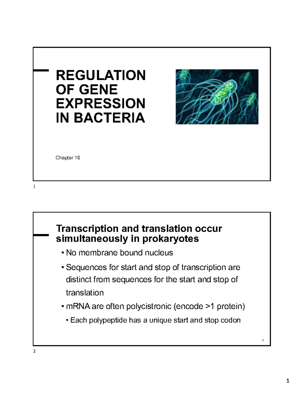 Gene Regulation in E. coli: Insights from the Lac Operon (Chapter 16 ...