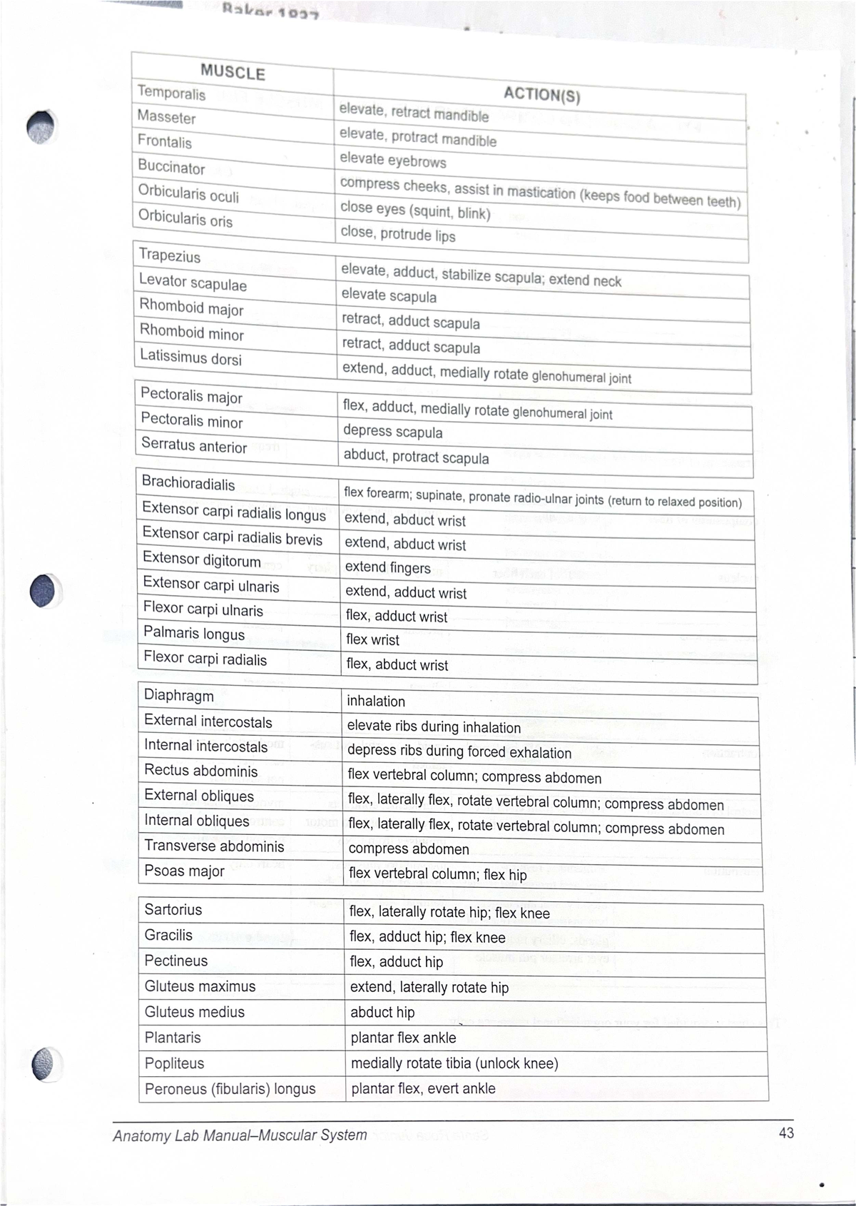 Midterm Study Guide for PSY 210: Muscle Actions and Anatomy - Studocu
