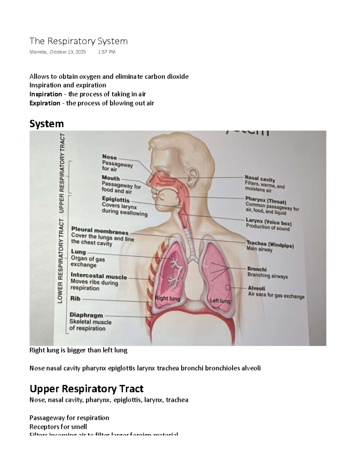 BIO101: The Respiratory System Overview - Functions & Structures - Studocu