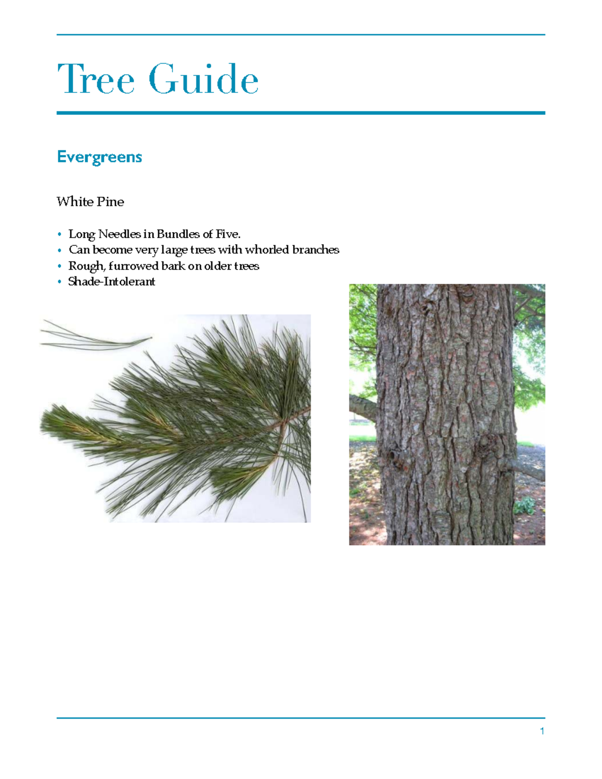 Tree Identification Guide: Evergreens & Deciduous Trees - Studocu