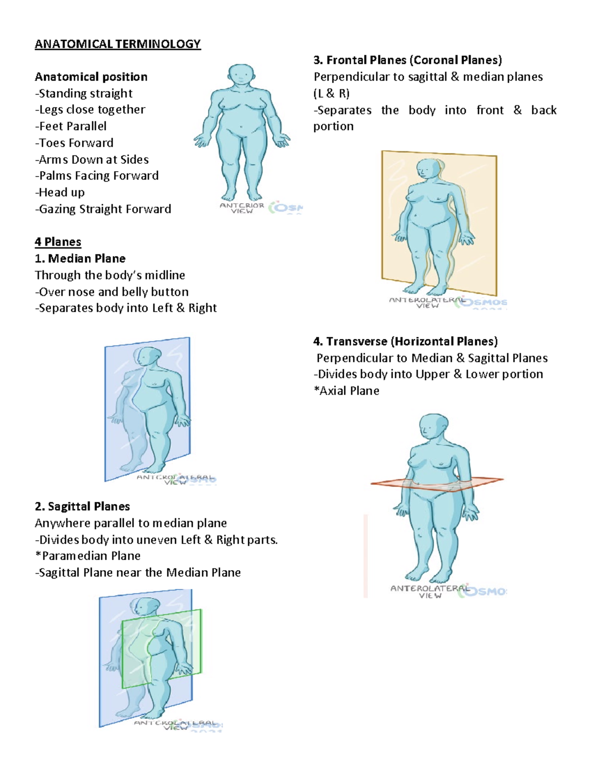 Anatomy lecture (Anatomical Position) - ANATOMICAL TERMINOLOGY ...