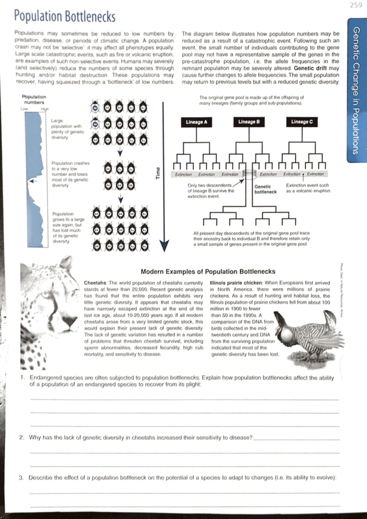 Population Bottlenecks: Impacts on Genetic Diversity and Survival - Studocu
