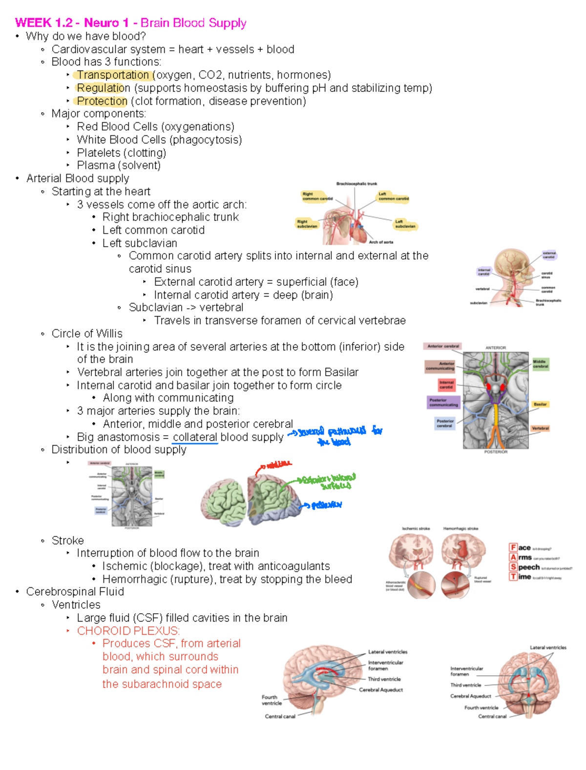 3300 Anatomy Unit notes - WEEK 1 - Neuro 1 - Brain Blood Supply Why do ...