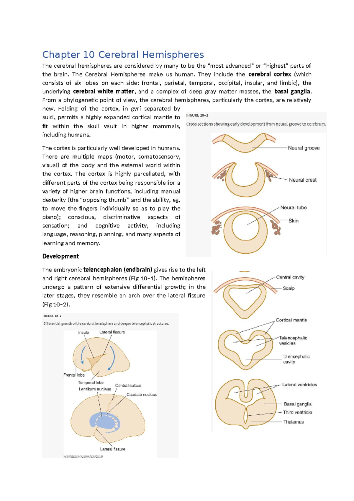 Chapter 10: Anatomy and Function of the Cerebral Hemispheres - Studeersnel