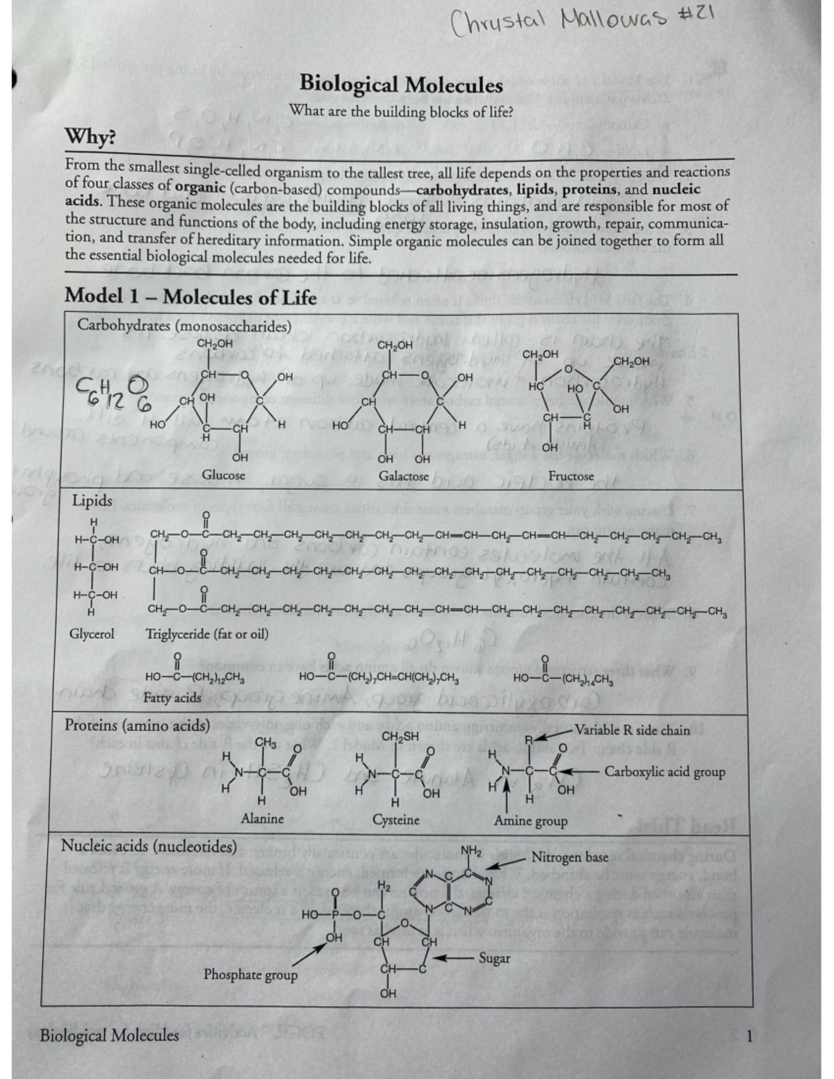 Biological Molecules - These organic molecules are the building blocks ...