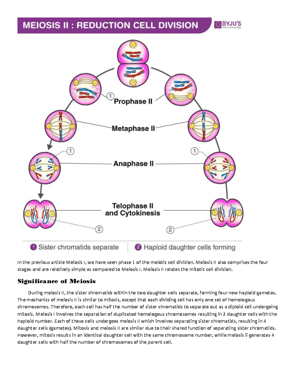Meiosis II Overview: Stages and Significance in Cell Division - Studocu