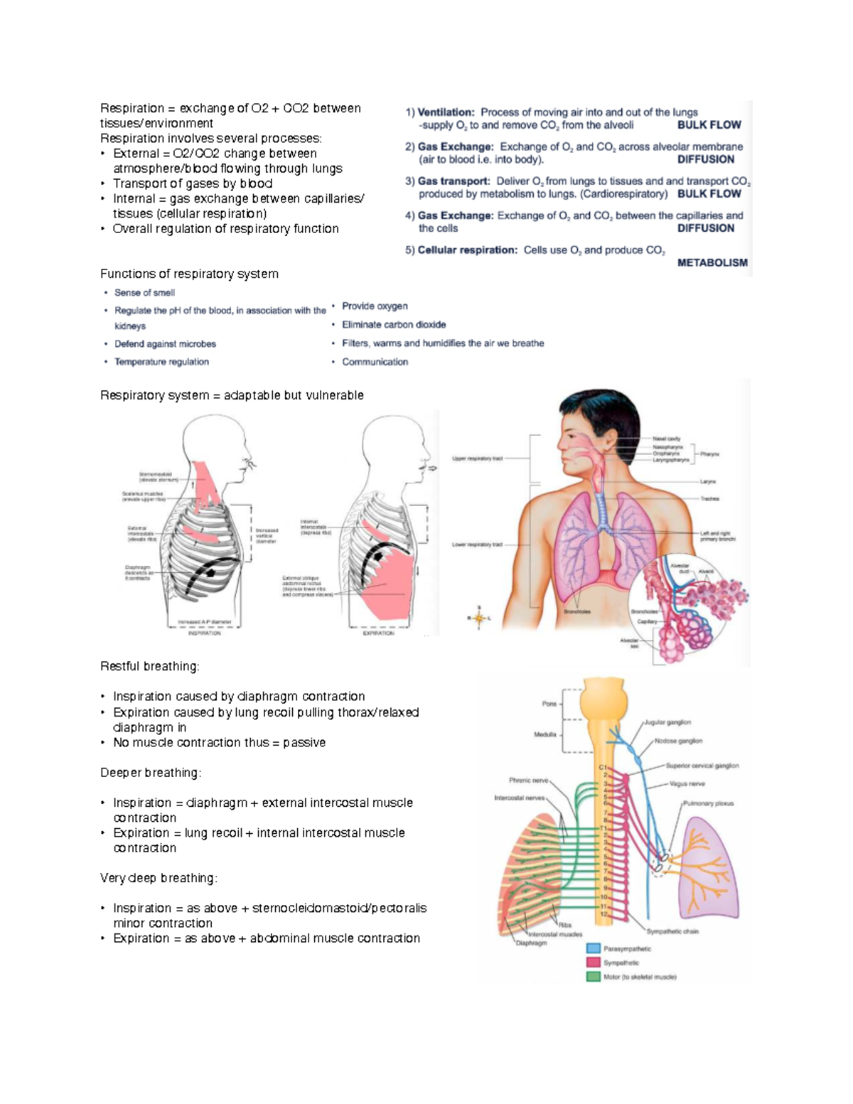 What is Ventilation in the Body: Essential Facts You Must Know