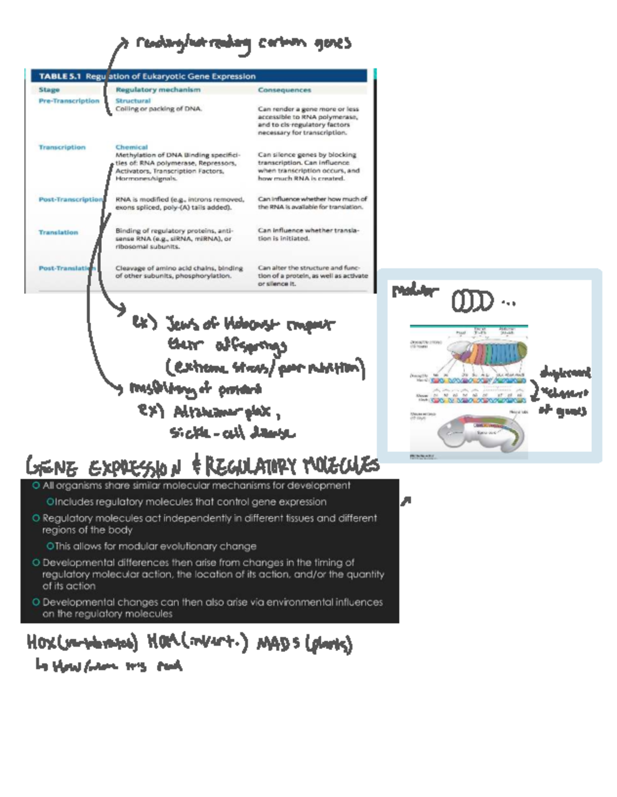Summer 2 Lecture Notes: Gene Expression & Evolution Mechanisms - Studocu