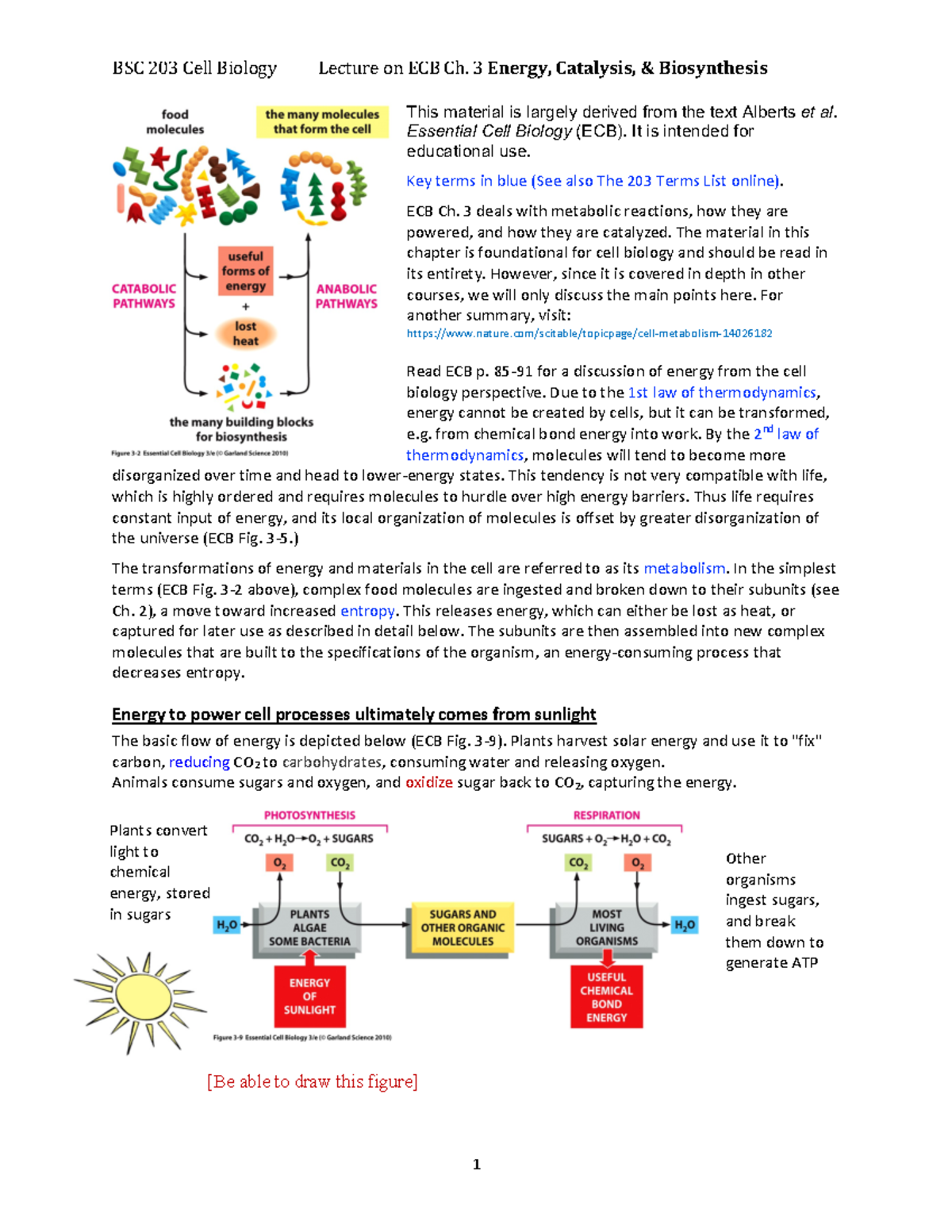 203 Lec 05: Chapter 3 Metabolism Overview & Key Concepts - Studocu