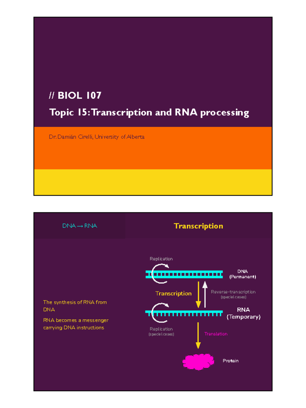 BIOL 107 Final Exam: Transcription and RNA Processing Notes - // BIOL ...