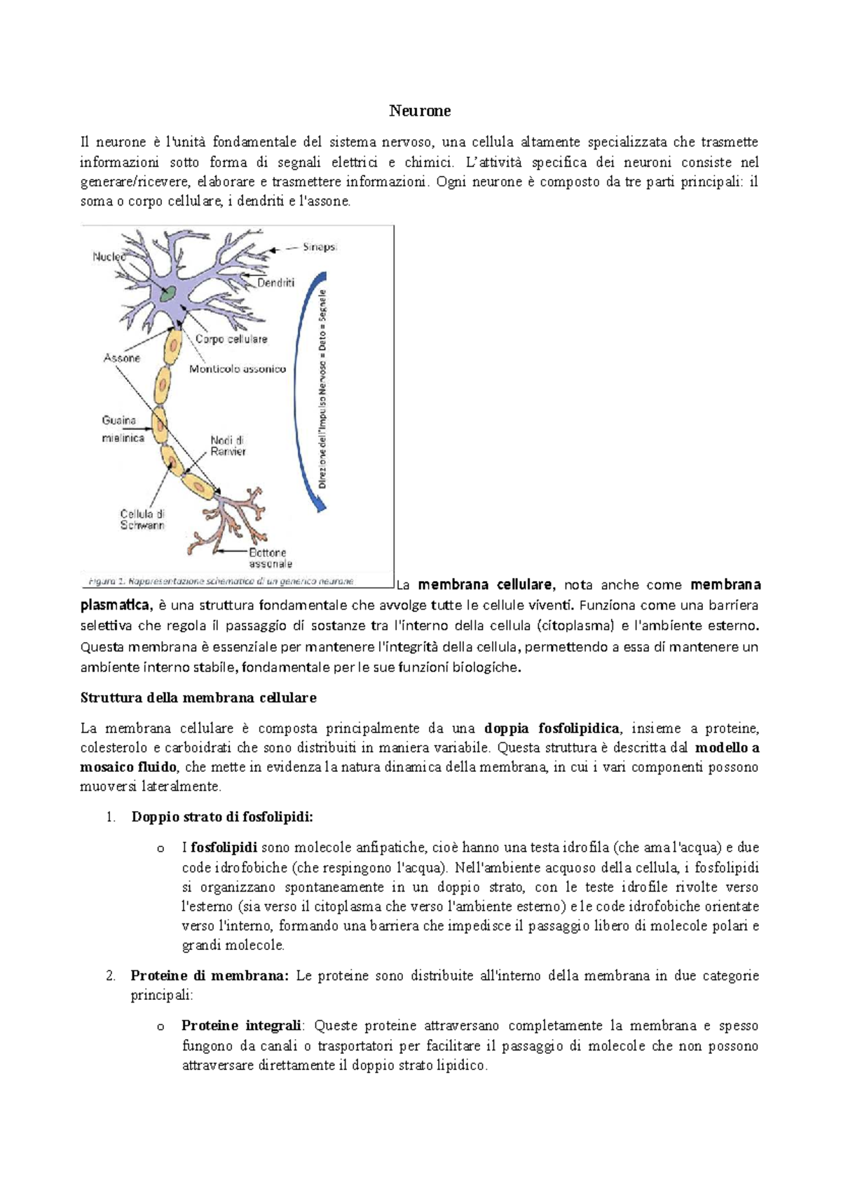 Neurone: Struttura e Funzioni nel Sistema Nervoso (BIOL 101) - Studocu
