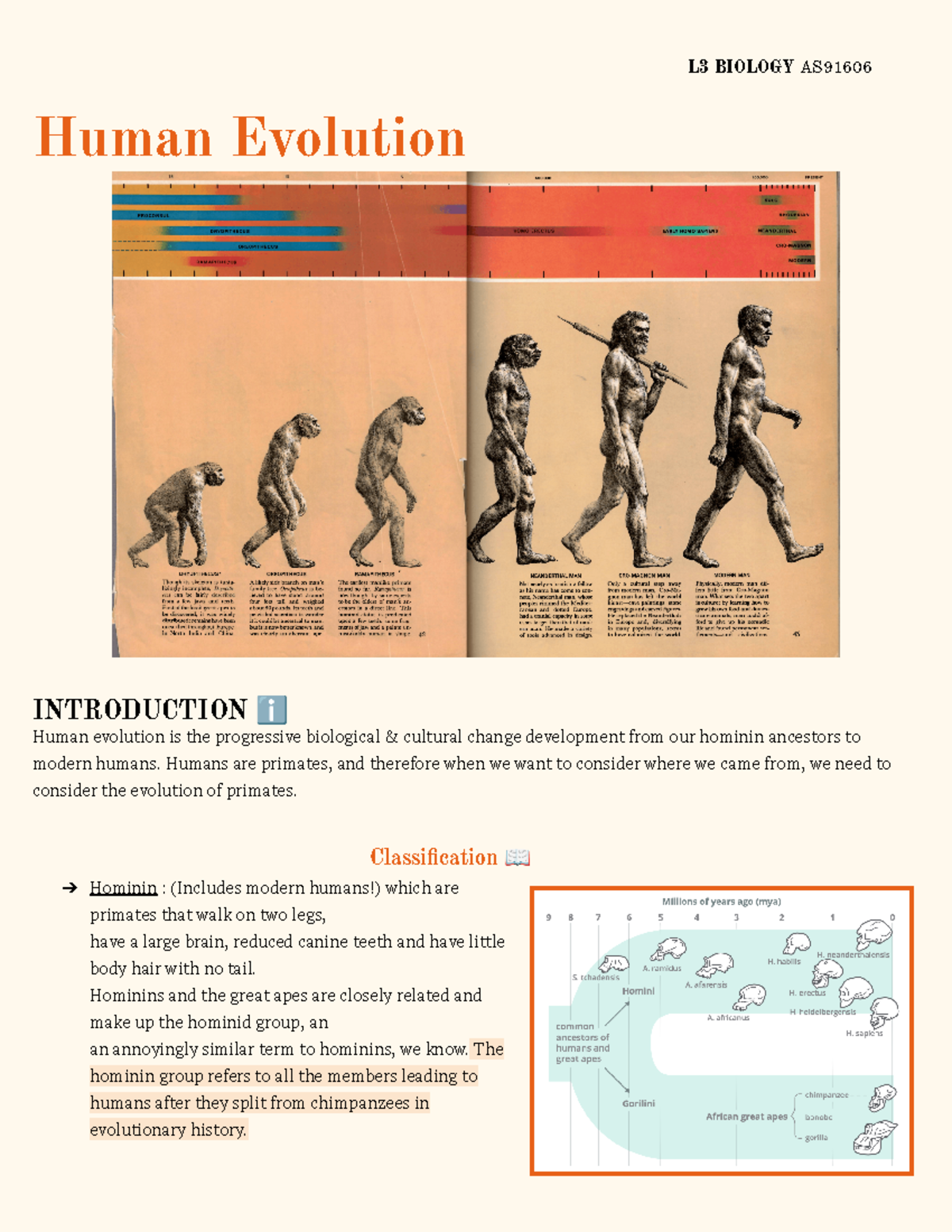 Human Evolution & Speciation E-Notes AS91606 & AS91605 - Studocu