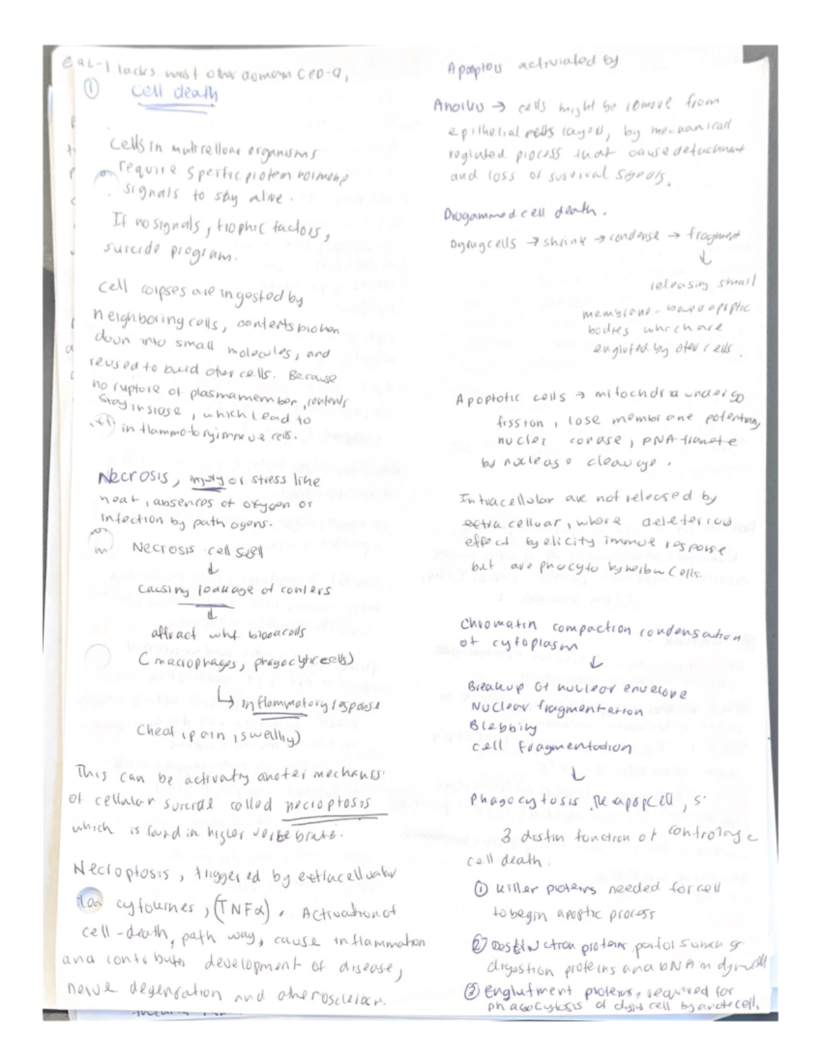 Programmed Cell Death: Mechanisms, Pathways, and Molecular Insights ...